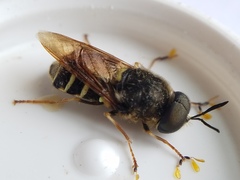 Stratiomys badia