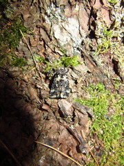 Syngrapha rectangula