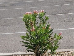 Nerium oleander