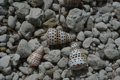 Conus eburneus