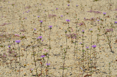 Monardella sinuata nigrescens