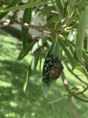Pachycoris torridus
