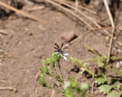 Cylindromyia intermedia