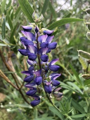 Lupinus burkei