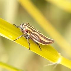 Cuerna striata