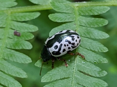 Calligrapha multipunctata