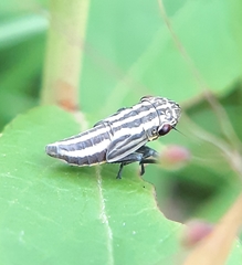 Cuerna striata