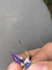 Lupinus burkei