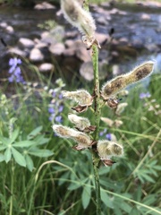 Lupinus burkei