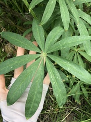 Lupinus burkei