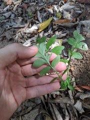 Nemophila phacelioides