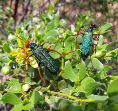 Eupompha fissiceps