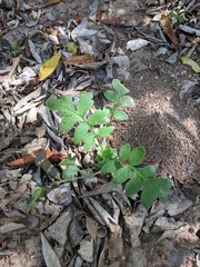 Nemophila phacelioides