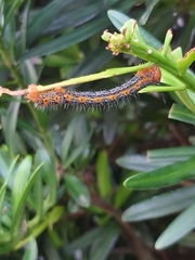 Milionia zonea pryeri