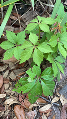Parthenocissus quinquefolia image