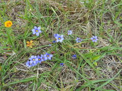 Sisyrinchium biforme