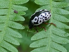 Calligrapha multipunctata