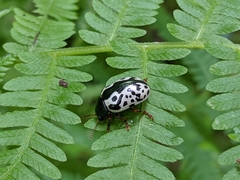 Calligrapha multipunctata