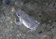 Rhinella humboldti