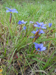 Sisyrinchium biforme