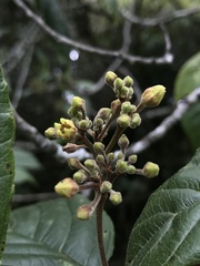 Frangula sphaerosperma