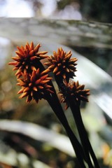 Stegolepis guianensis