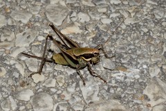 Eupholidoptera smyrnensis