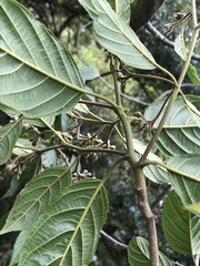 Frangula sphaerosperma