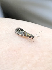 Fabiola quinqueferella