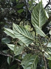 Frangula sphaerosperma