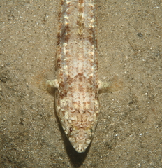 Saurida nebulosa