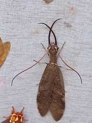 Corydalus peruvianus
