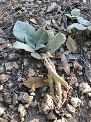 Cycladenia humilis