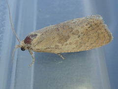 Ponometia tortricina