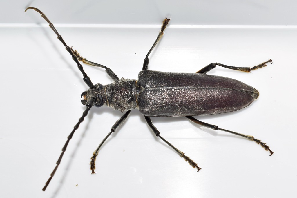 Cerambyx carinatus