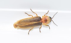 Nyctophila colorata