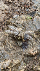 Boyeria vinosa