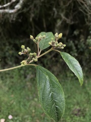 Frangula sphaerosperma