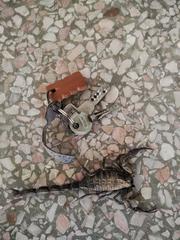 Hottentotta gentili