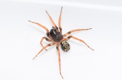 Arctosa tbilisiensis