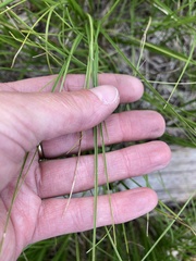 Divisae