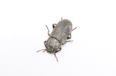 Gonocephalum rusticum