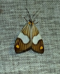 Nebulosa erymas