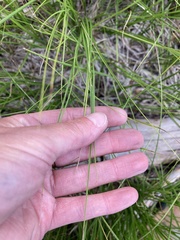 Divisae