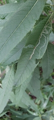 Liriomyza eupatoriella