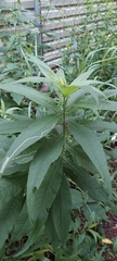 Liriomyza eupatoriella