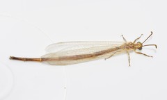 Nemoleontini
