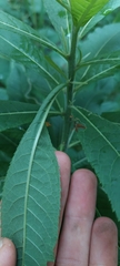 Liriomyza eupatoriella