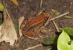 Leptodactylus insularum