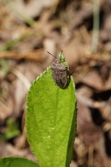 Hymenarcys nervosa